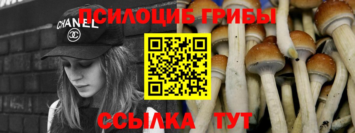 Галлюциногенные грибы Psilocybine cubensis Гурьевск
